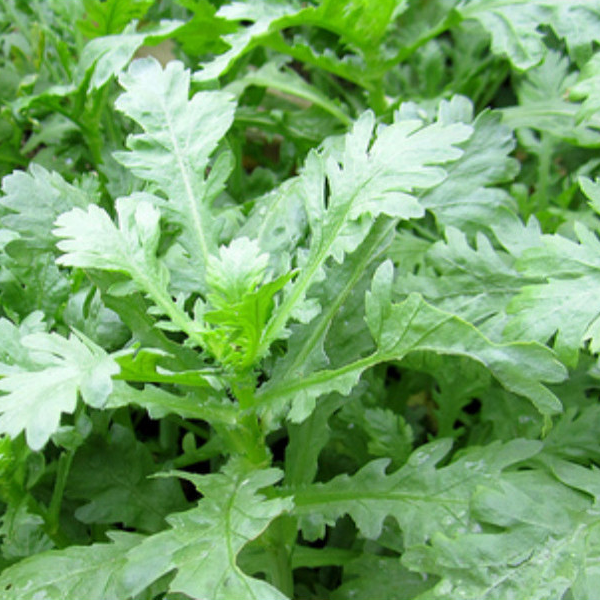 Giá trị dinh dưỡng của loại rau hoàng đế “mỹ vị cung đình” - Hình 5 Gia tri dinh duong cua loai rau hoang de “my vi cung dinh”-Hinh-5