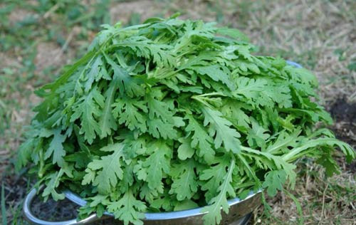 Giá trị dinh dưỡng của loại rau hoàng đế “mỹ vị cung đình” - Hình 3 Gia tri dinh duong cua loai rau hoang de “my vi cung dinh”-Hinh-3