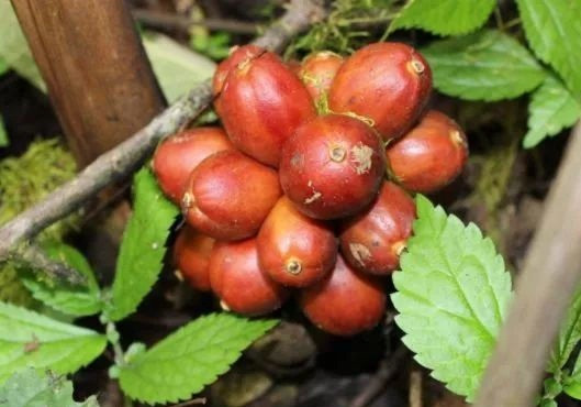 Khong the bo qua loai qua dai la 'bau vat tren nui'-Hinh-2