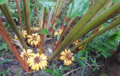 Khong the bo qua loai qua dai la 'bau vat tren nui'-Hinh-7