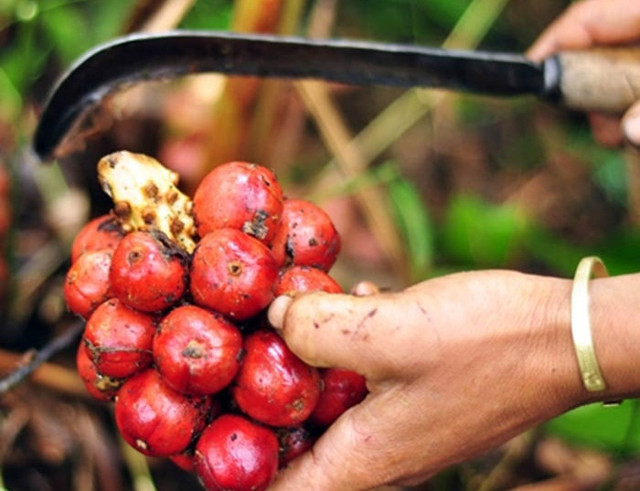 Khong the bo qua loai qua dai la 'bau vat tren nui'-Hinh-11