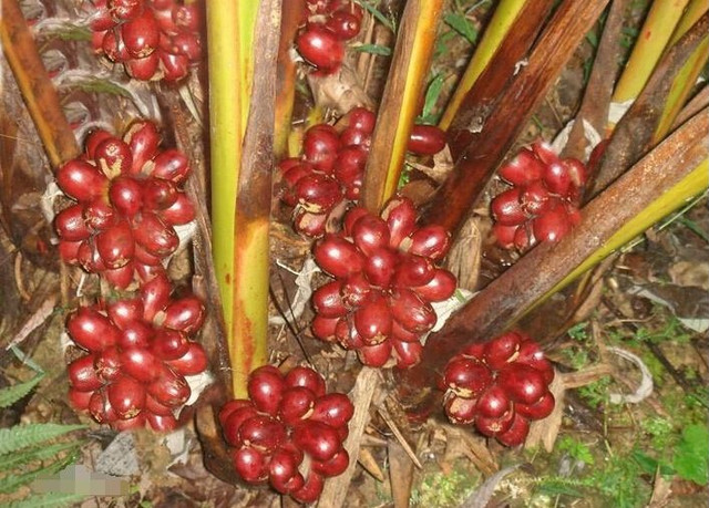 Khong the bo qua loai qua dai la 'bau vat tren nui'-Hinh-9