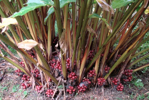 Khong the bo qua loai qua dai la 'bau vat tren nui'-Hinh-6