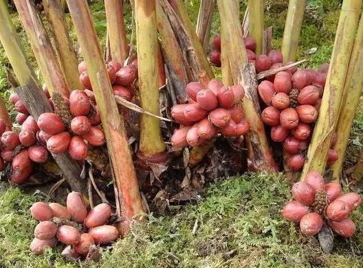 Không thể bỏ qua loại quả dại là 'báu vật trên núi' Khong the bo qua loai qua dai la 'bau vat tren nui'