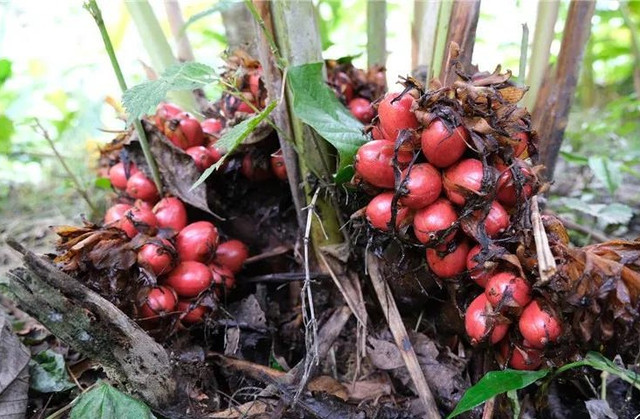 Khong the bo qua loai qua dai la 'bau vat tren nui'-Hinh-4