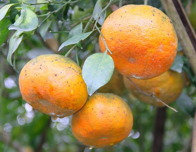 Những món dân dã nhưng ngon quên lối về của Hà Tĩnh - Hình 12 Nhung mon dan da nhung ngon quen loi ve cua Ha Tinh-Hinh-12