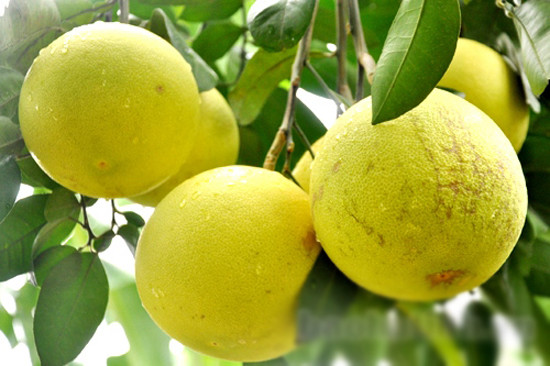 Những món dân dã nhưng ngon quên lối về của Hà Tĩnh - Hình 13 Nhung mon dan da nhung ngon quen loi ve cua Ha Tinh-Hinh-13
