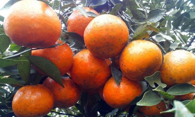 Những món dân dã nhưng ngon quên lối về của Hà Tĩnh - Hình 11 Nhung mon dan da nhung ngon quen loi ve cua Ha Tinh-Hinh-11