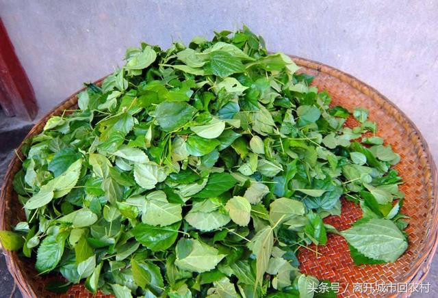 Trải nghiệm mới: Đậu phụ màu xanh bốc mùi vẫn thu hút người mua - Hình 4 Trai nghiem moi: Dau phu mau xanh boc mui van thu hut nguoi mua-Hinh-4