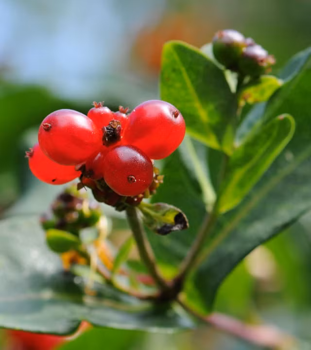 Loi ich suc khoe gay bat ngo cua cay kim ngan hoa-Hinh-7