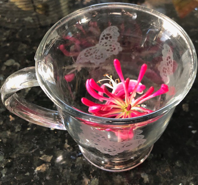 Lợi ích sức khỏe gây bất ngờ của cây kim ngân hoa - Hình 11 Loi ich suc khoe gay bat ngo cua cay kim ngan hoa-Hinh-11