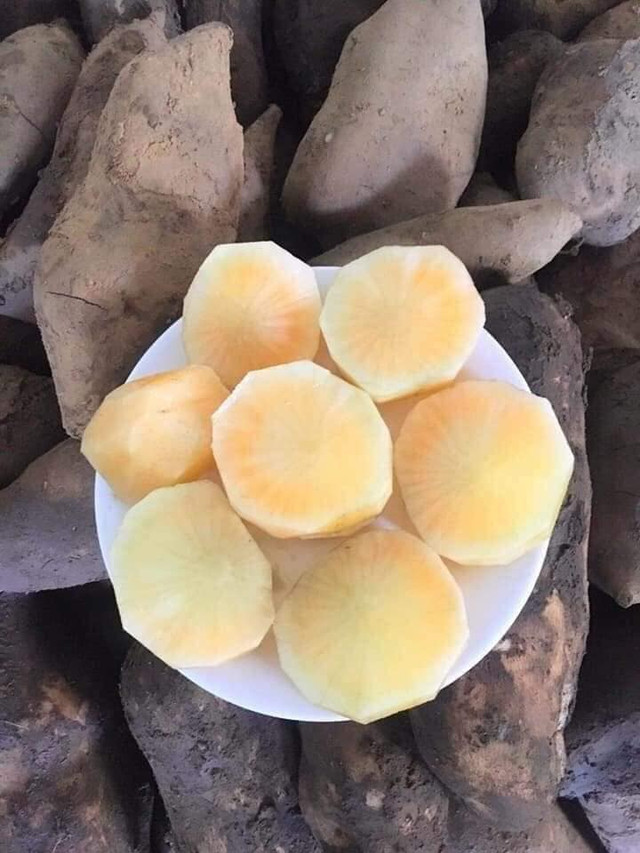 Sâm đất bổ dưỡng giá rẻ như cho được nhiều người săn lùng - Hình 7 Sam dat bo duong gia re nhu cho duoc nhieu nguoi san lung-Hinh-7