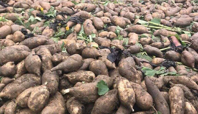 Sâm đất bổ dưỡng giá rẻ như cho được nhiều người săn lùng - Hình 12 Sam dat bo duong gia re nhu cho duoc nhieu nguoi san lung-Hinh-12