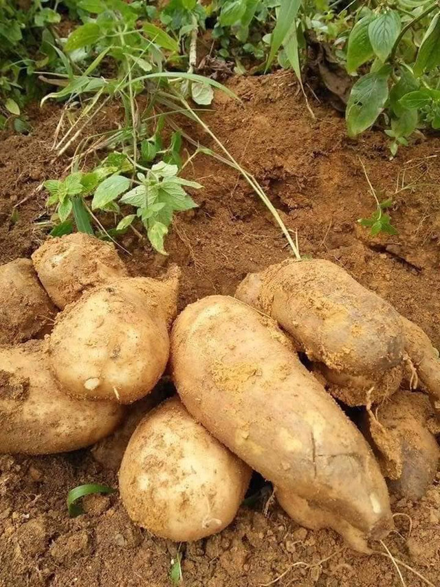 Sâm đất bổ dưỡng giá rẻ như cho được nhiều người săn lùng - Hình 11 Sam dat bo duong gia re nhu cho duoc nhieu nguoi san lung-Hinh-11