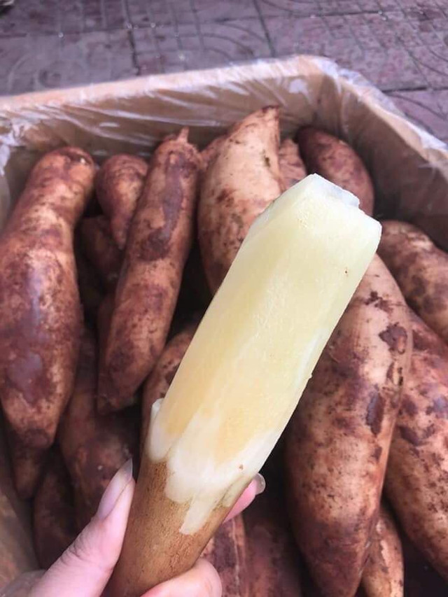 Sâm đất bổ dưỡng giá rẻ như cho được nhiều người săn lùng - Hình 10 Sam dat bo duong gia re nhu cho duoc nhieu nguoi san lung-Hinh-10