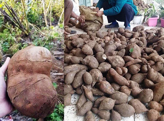 Sâm đất bổ dưỡng giá rẻ như cho được nhiều người săn lùng - Hình 5 Sam dat bo duong gia re nhu cho duoc nhieu nguoi san lung-Hinh-5