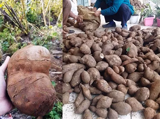 Sam dat bo duong gia re nhu cho duoc nhieu nguoi san lung-Hinh-5