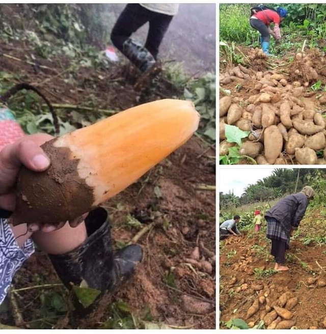 Sâm đất bổ dưỡng giá rẻ như cho được nhiều người săn lùng - Hình 6 Sam dat bo duong gia re nhu cho duoc nhieu nguoi san lung-Hinh-6