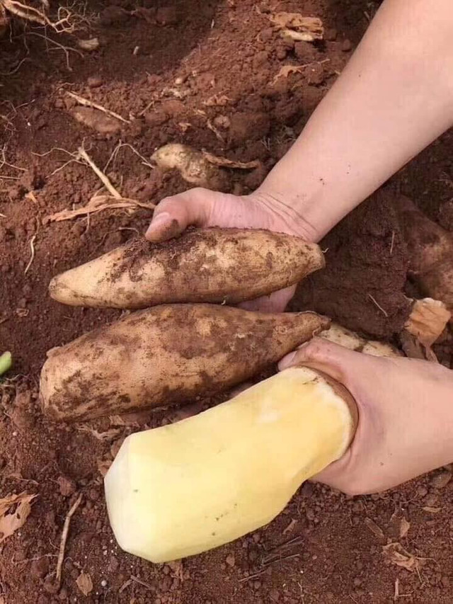 Sâm đất bổ dưỡng giá rẻ như cho được nhiều người săn lùng - Hình 3 Sam dat bo duong gia re nhu cho duoc nhieu nguoi san lung-Hinh-3