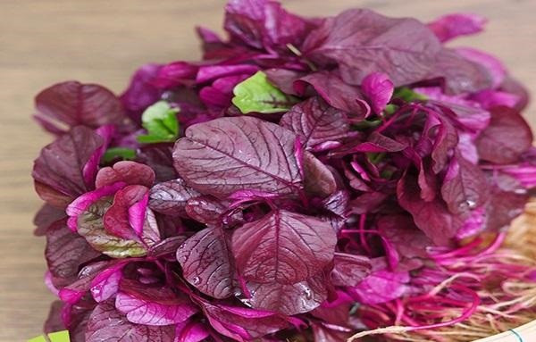 "Món ăn trường thọ" đối với người Nhật lại được bán đầy chợ Việt - Hình 4 Do chứa lượng sắt tương đối lớn nên rau dền còn được bào chế thành dịch truyền vào máu để thanh lọc máu tại Nigeria.