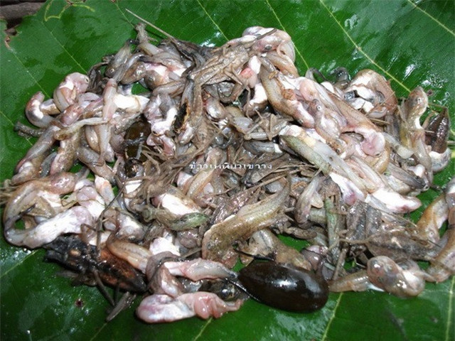 Món ăn kinh dị của Thái Lan - nòng nọc hấp lá chuối - Hình 6 Mon an kinh di cua Thai Lan - nong noc hap la chuoi-Hinh-6