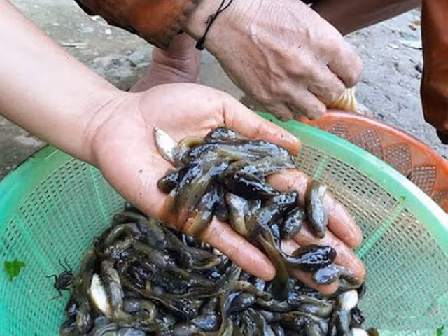 Mon an kinh di cua Thai Lan - nong noc hap la chuoi-Hinh-10