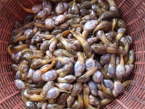 Món ăn kinh dị của Thái Lan - nòng nọc hấp lá chuối - Hình 5 Mon an kinh di cua Thai Lan - nong noc hap la chuoi-Hinh-5