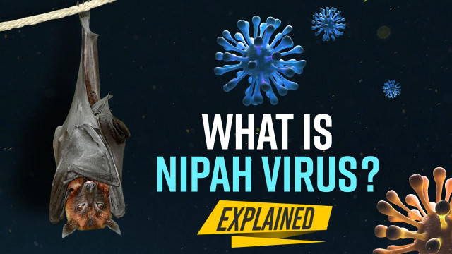 Virus Nipah bùng phát, tỷ lệ tử vong tới 75% - Hình 2 Virus Nipah bung phat, ty le tu vong toi 75%-Hinh-2