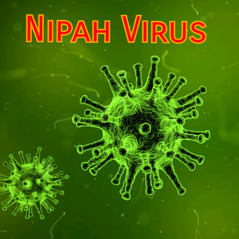 Virus Nipah bùng phát, tỷ lệ tử vong tới 75% - Hình 9 Virus Nipah bung phat, ty le tu vong toi 75%-Hinh-9