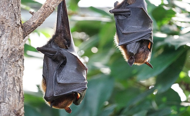 Virus Nipah bùng phát, tỷ lệ tử vong tới 75% - Hình 6 Virus Nipah bung phat, ty le tu vong toi 75%-Hinh-6