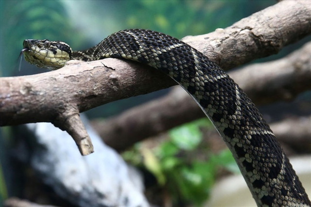 Nọc rắn độc Brazil khắc chế virus SARS-CoV-2 như thế nào? Noc ran doc Brazil khac che virus SARS-CoV-2 nhu the nao?