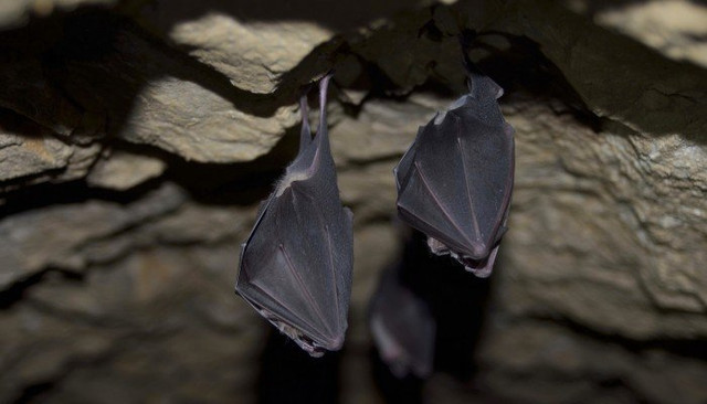 Tiết lộ cực nóng 3 loại virus mới phát hiện có điểm giống SARS-CoV-2 Tiet lo cuc nong 3 loai virus moi phat hien co diem giong SARS-CoV-2