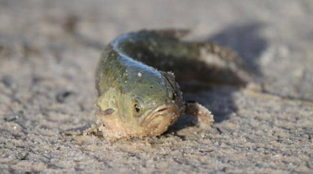 Biết gì về loài cá nhảy lên bờ gây hot trên mạng? - Hình 6 Biet gi ve loai ca nhay len bo gay hot tren mang?-Hinh-6