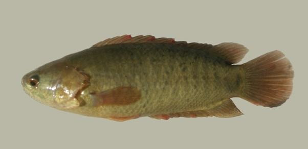 Biết gì về loài cá nhảy lên bờ gây hot trên mạng? - Hình 10 Biet gi ve loai ca nhay len bo gay hot tren mang?-Hinh-10