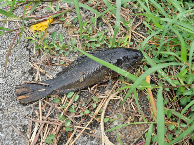 Biết gì về loài cá nhảy lên bờ gây hot trên mạng? - Hình 9 Biet gi ve loai ca nhay len bo gay hot tren mang?-Hinh-9