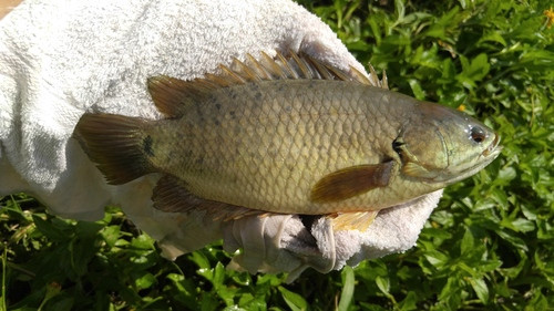 Biết gì về loài cá nhảy lên bờ gây hot trên mạng? - Hình 4 Biet gi ve loai ca nhay len bo gay hot tren mang?-Hinh-4