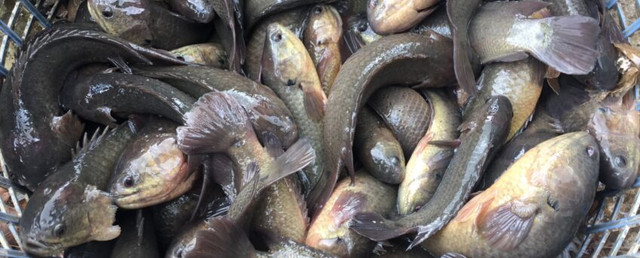 Biết gì về loài cá nhảy lên bờ gây hot trên mạng? - Hình 12 Biet gi ve loai ca nhay len bo gay hot tren mang?-Hinh-12