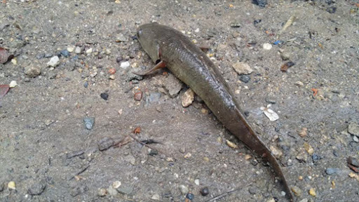 Biết gì về loài cá nhảy lên bờ gây hot trên mạng? - Hình 7 Biet gi ve loai ca nhay len bo gay hot tren mang?-Hinh-7