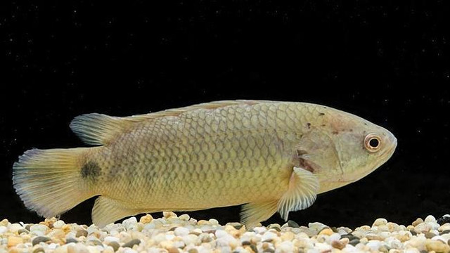 Biết gì về loài cá nhảy lên bờ gây hot trên mạng? - Hình 11 Biet gi ve loai ca nhay len bo gay hot tren mang?-Hinh-11