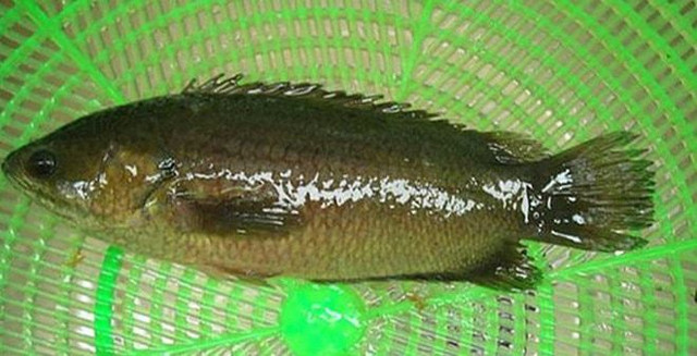 Biết gì về loài cá nhảy lên bờ gây hot trên mạng? - Hình 5 Biet gi ve loai ca nhay len bo gay hot tren mang?-Hinh-5