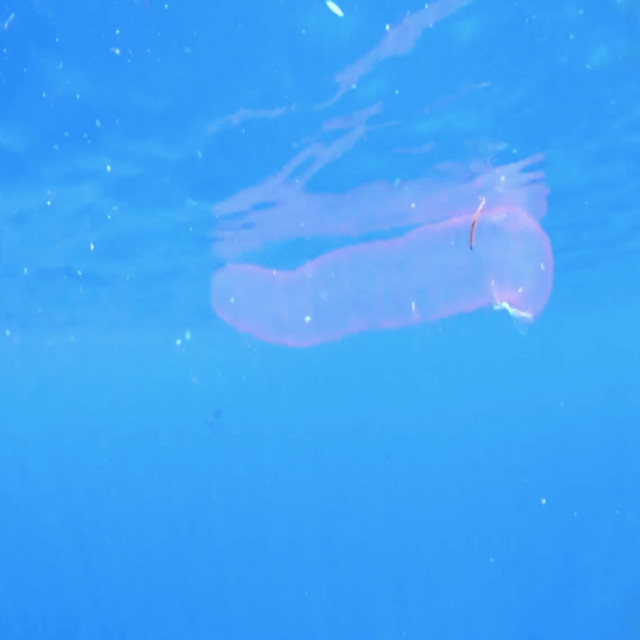 Sinh vat bi an phat sang ma mi ngoai khoi-Hinh-5