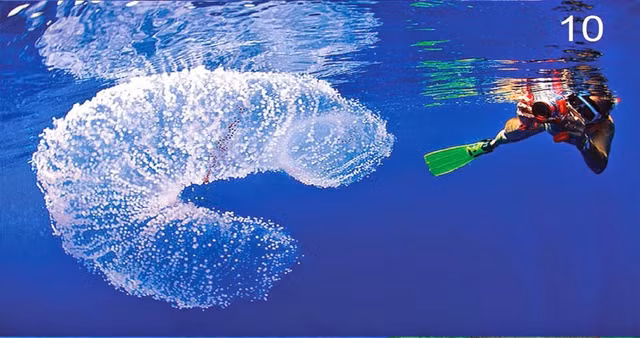 Sinh vat bi an phat sang ma mi ngoai khoi-Hinh-3