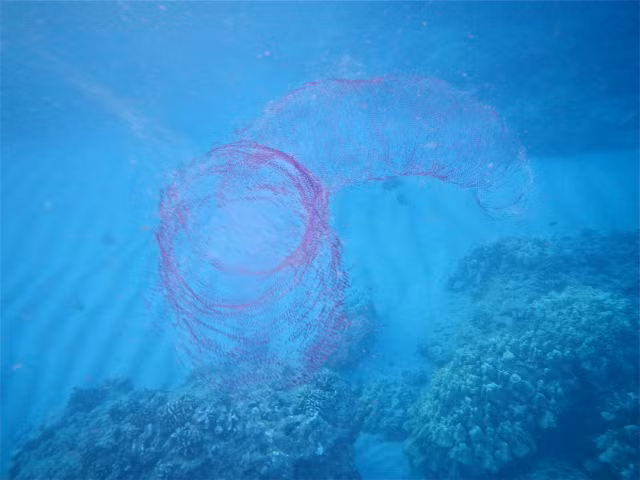 Sinh vat bi an phat sang ma mi ngoai khoi-Hinh-6