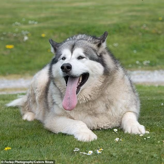 So phan thuong tam cua chu cho beo nhat nuoc Anh