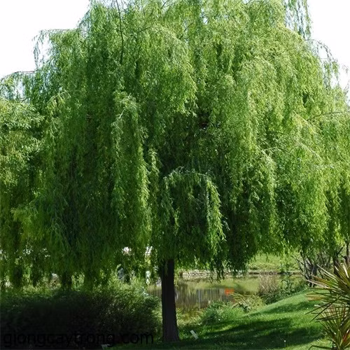 Nguyen nhan mo tac he nhin thay cay lieu lien quay dau bo di-Hinh-10