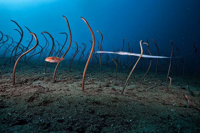 Dep me nhung buc anh dong vat hoang da an tuong nhat the gioi-Hinh-7