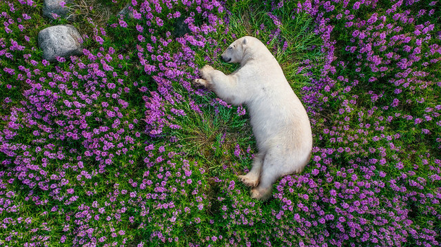 Đẹp mê những bức ảnh động vật hoang dã ấn tượng nhất thế giới Dep me nhung buc anh dong vat hoang da an tuong nhat the gioi