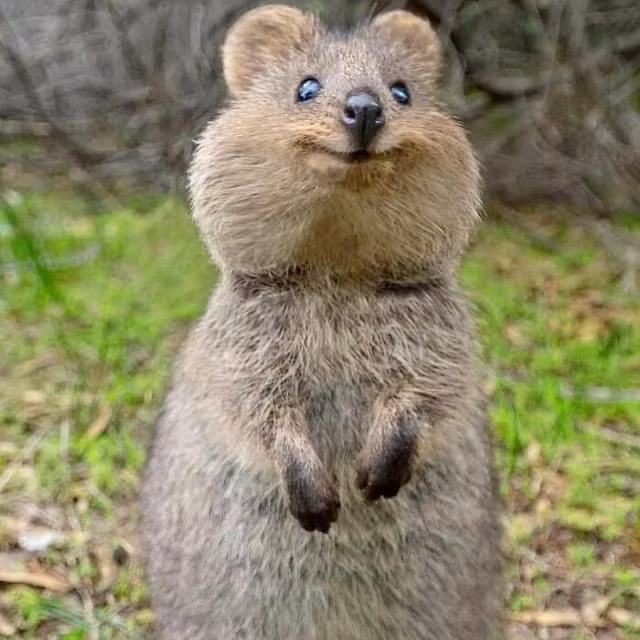 Phat cuong voi nhung dong vat cuc doc dao-Hinh-2