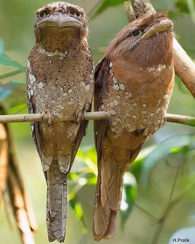 Phat cuong voi nhung dong vat cuc doc dao-Hinh-4