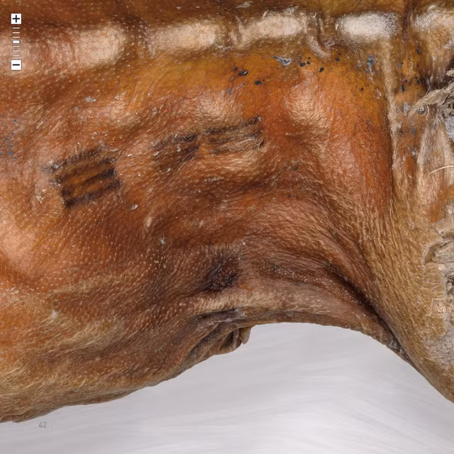 Nhung hinh xam bi an tren cac xac uop khien chuyen gia “kho nghi